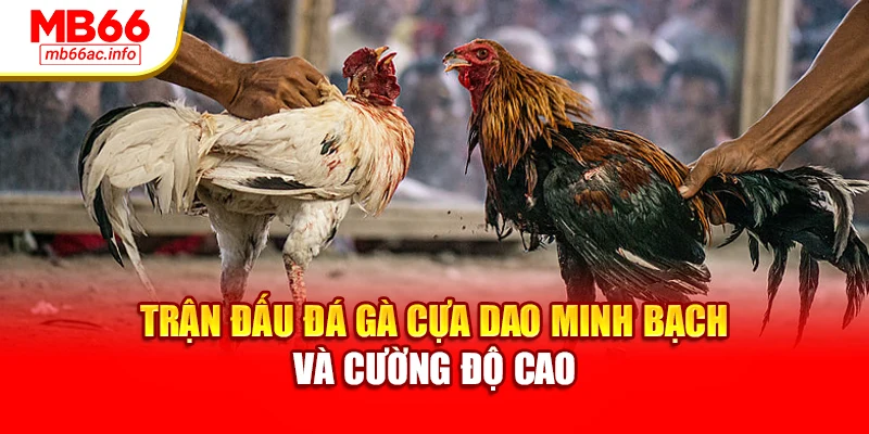 Trận đấu đá gà cựa dao minh bạch và cường độ cao